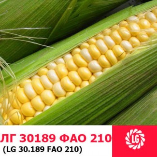 ЛГ 30189 (ФАО 180) гибрид кукурузы ЛИМАГРЕЙН (Limagrain)