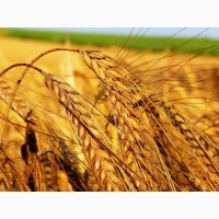 Закупаем Пшеницу (фураж) 8300 руб