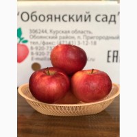 Продаем яблоки оптом от производителя