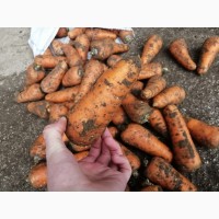 Морковь абако, каскад оптом Крым