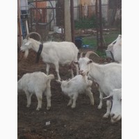 Продам коз и козлят
