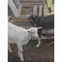 Продам коз и козлят
