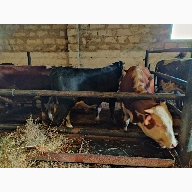 Фото 2. Бычки 12-15 мес с откорма на мясо - живок