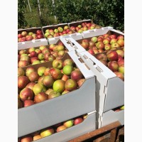 Яблоки, более 40 сортов. Опт от 1000 кг
