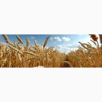 Высокопродуктивные сорта оз.пшеницы - Аскет, Аксинья, Станичная, Краса Дона, Ермак, Лилит