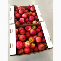 Продам яблоки - сорт Джулия