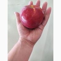 Продам яблоки - сорт Джулия