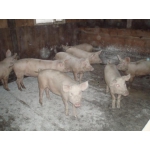 Продаем свинину живым весом (разновес)