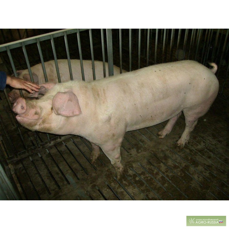 Фото 2. Продаем свинину живым весом (разновес)