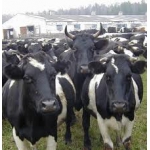 Бычки и коровы на мясо в Марий Эл