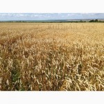 Кукуруза (кормовая и на зерно) без ГМО от Агрохолдинга КиПиАй. Скидки