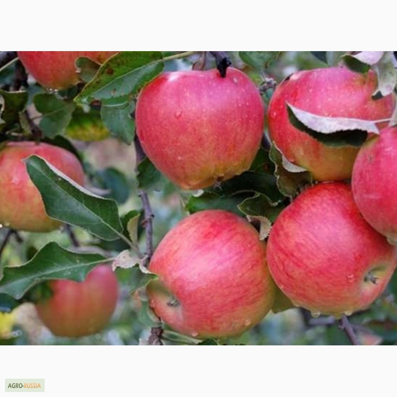 Фото 3. Краснодарские яблоки