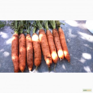 Морковь свежая столовая