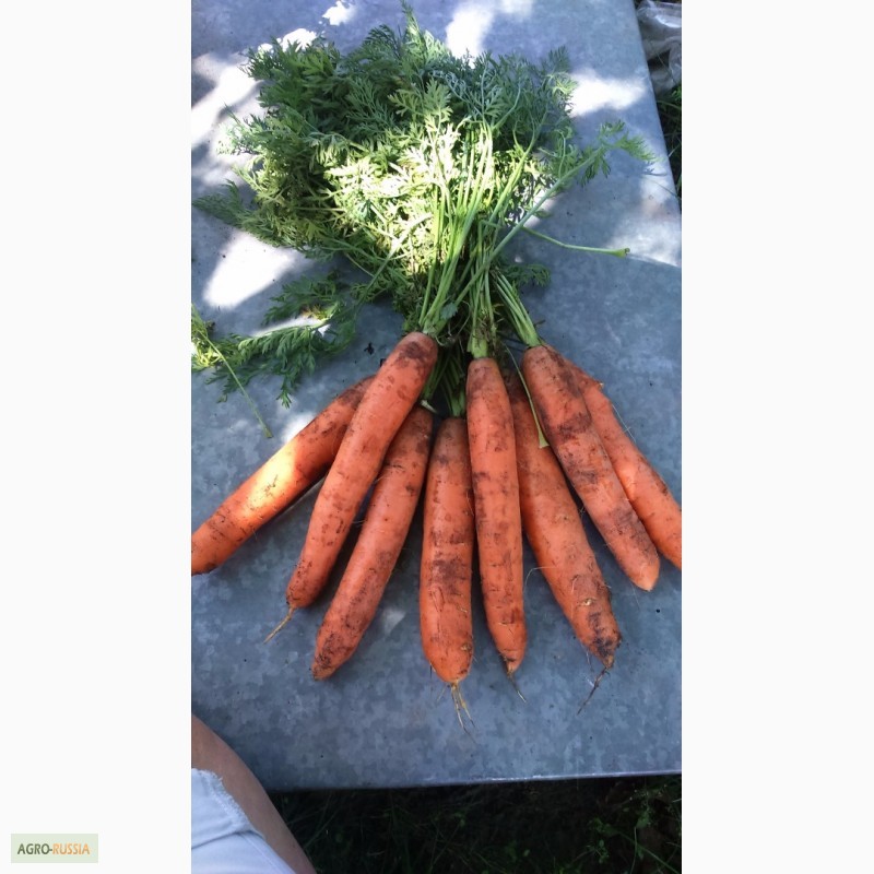 Фото 2. Морковь свежая столовая