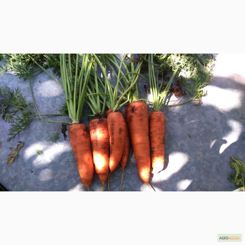 Фото 3. Морковь свежая столовая