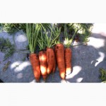 Морковь свежая столовая