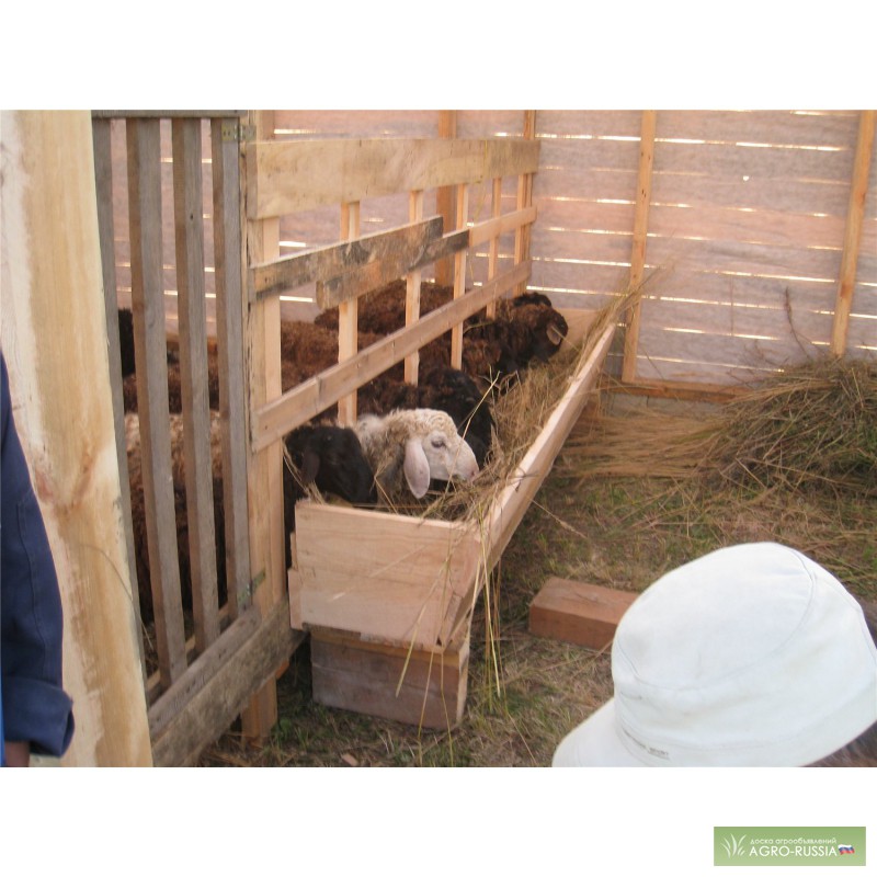 Частная ферма предлагает баранов живым весом!