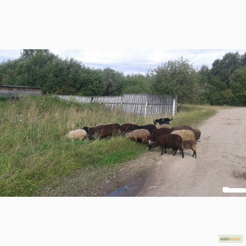 Фото 3. Овцы живым весом