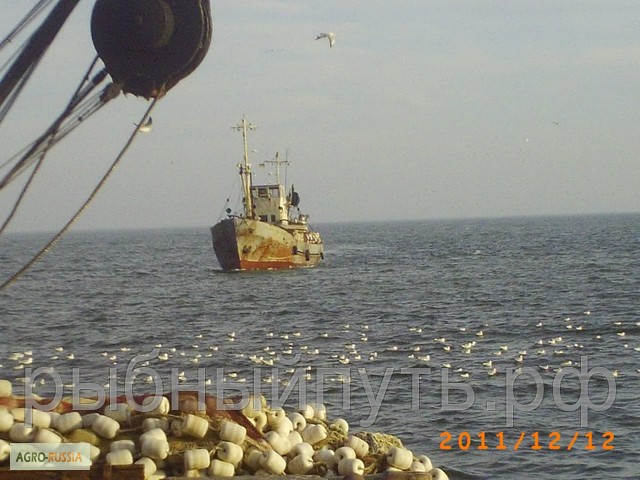 Фото 5. Хамса 24 часа доступные цены Крымское качество