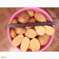 Качественный Тамбовский картофель