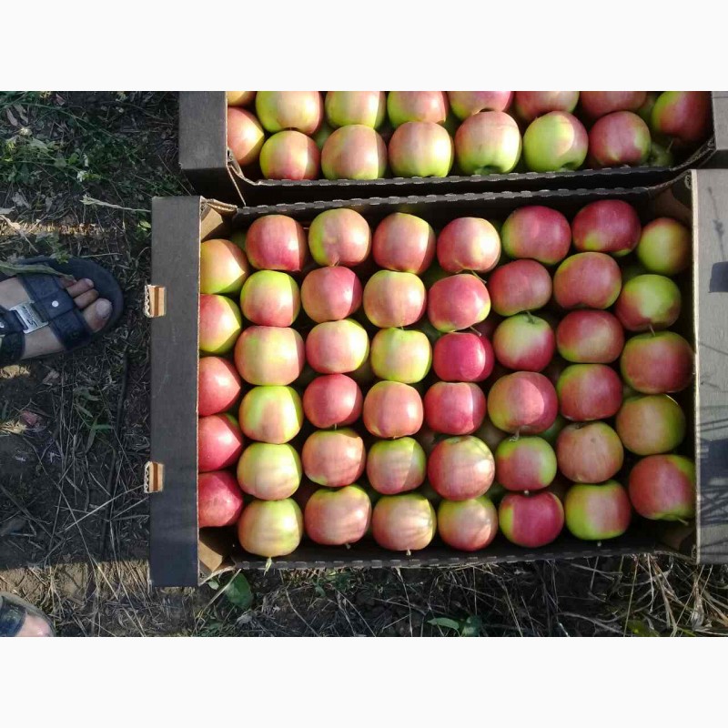 Фото 2. Сербское предложение по яблокам
