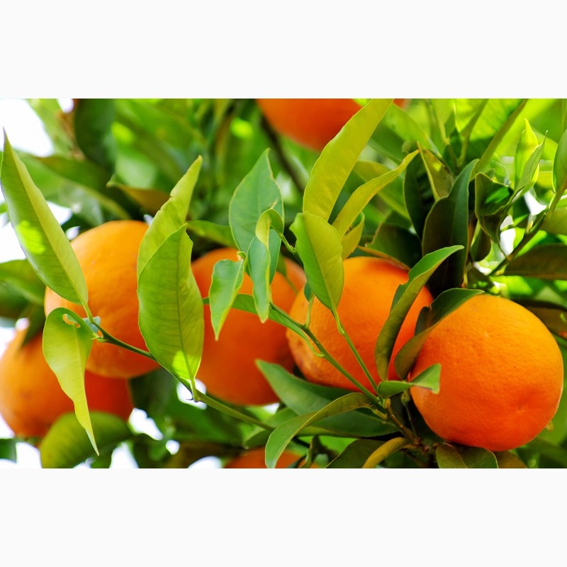 Фото 4. Апельсины