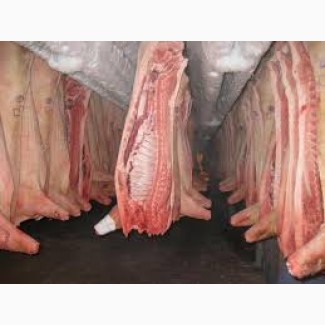 Мясо свинины в п/тушах I и II категории