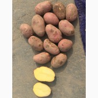 Картофель оптом, 3-4 от производителя