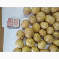 Картофель оптом, 3-4 от производителя