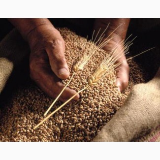 Продам Зерно пшеницы 5 класса (фураж)