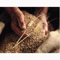 Продам Зерно пшеницы 5 класса (фураж)