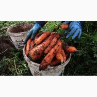 Морковь ранняя оптом от производителя