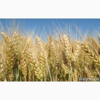 ООО НПП «Зарайские семена» продает семена пшеницы озимой оптом