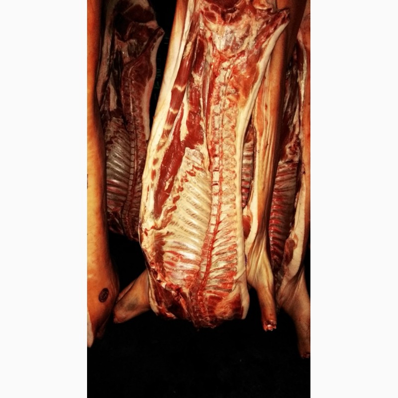 Фото 2. Мясо Свинины 2 категории
