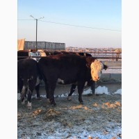 Продаем бычков породного преобразования живым весом, КРС, мясо, говядина, быки