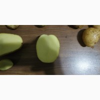 Картофель сорт КРОНА(немецкий) от производителя
