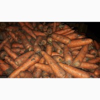 Продажа морковь на экспорт