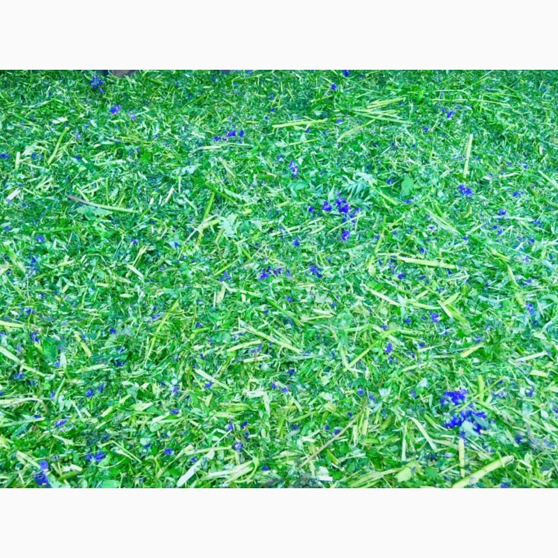 Фото 2. Синюха трава