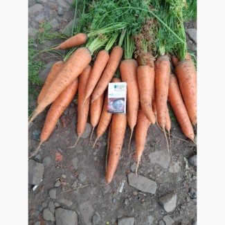 Продаем морковь продовольственную, сорт Абако
