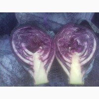 Продаем капусту фиолетовую