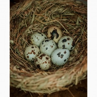 Инкубационные яйца перепелов породы Техасский белый бройлер