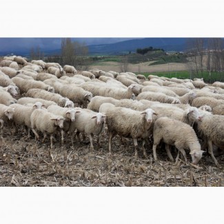 Экспорт МРС, барашки, бараны, овцы на Киргизию