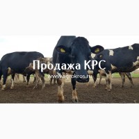 Продажа оптом по России Молочные породы КРС