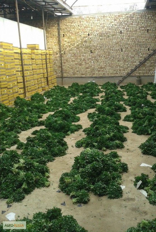 Поставка зелени (укроп, петрушка, лук зеленый и кинза) из Узбекистана