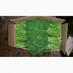 Поставка зелени (укроп, петрушка, лук зеленый и кинза) из Узбекистана