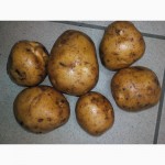Продам продовольственный картофель, гала, ред скарлет и др