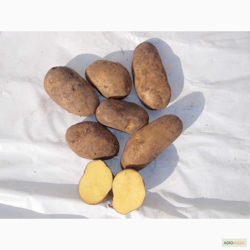 Фото 2. Продам продовольственный картофель, гала, ред скарлет и др