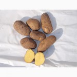 Продам продовольственный картофель, гала, ред скарлет и др