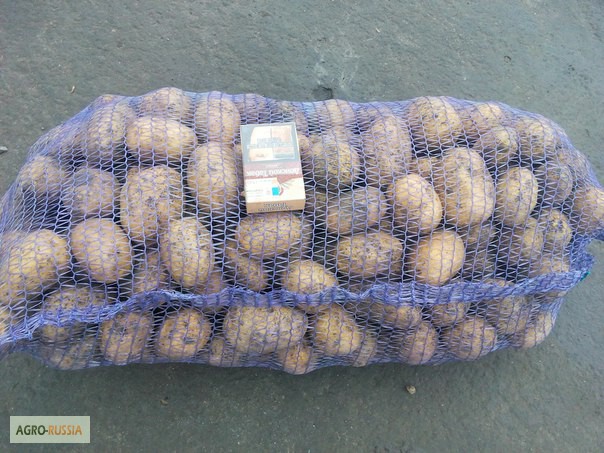 Фото 3. Продам продовольственный картофель, гала, ред скарлет и др