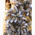 Продам пчелосемьи (Саратовская область)